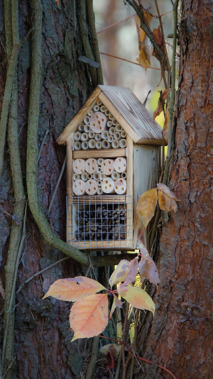 Insektenhotel mit geflämmtem  Holz